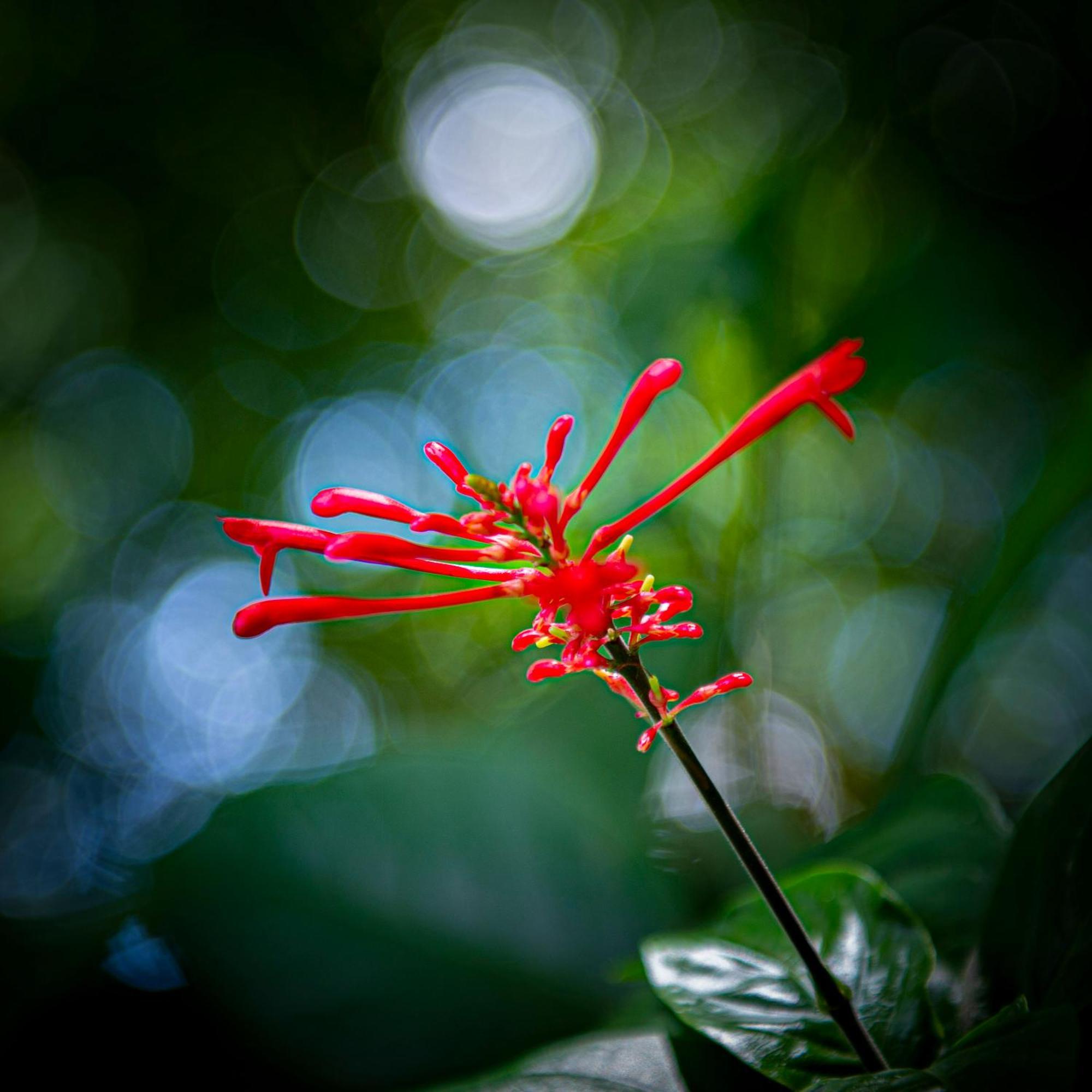 Secret Garden Iguazu Bed and Breakfast Puerto Iguazú Exteriör bild