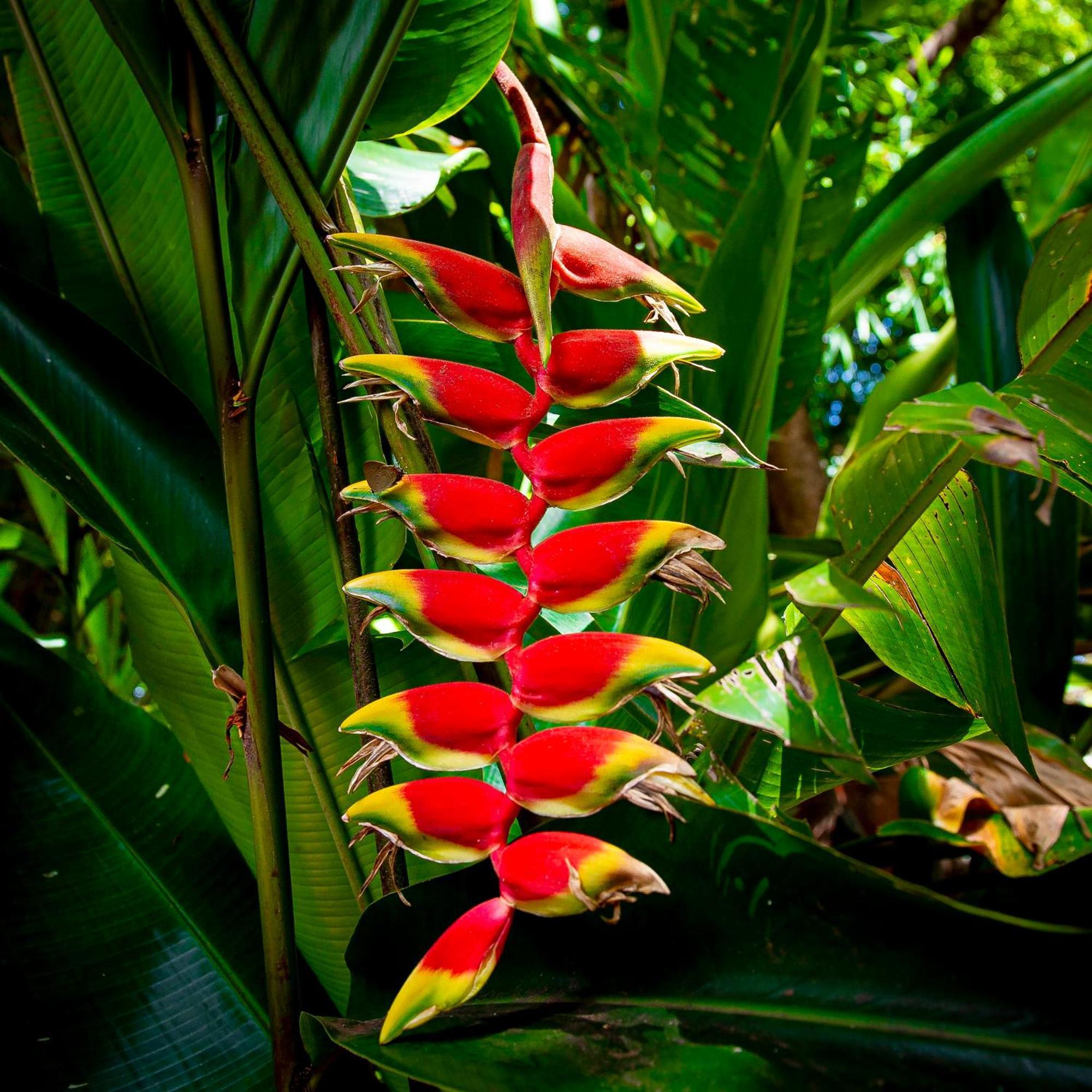 Secret Garden Iguazu Bed and Breakfast Puerto Iguazú Exteriör bild
